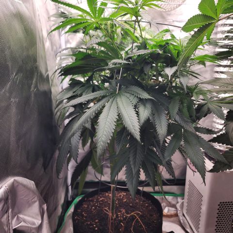 the Kineticist growlog timeline photo