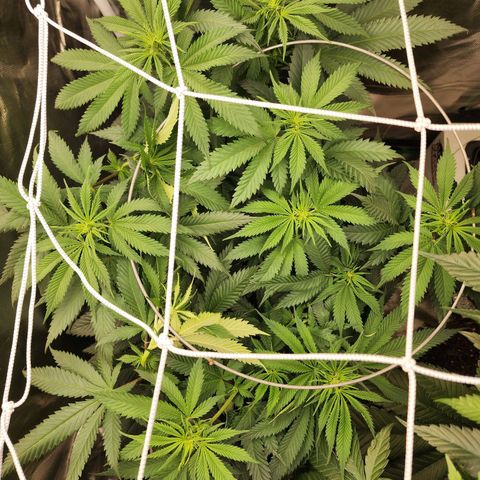 the Kineticist growlog timeline photo