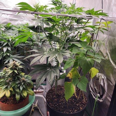 the Bloodrager growlog timeline photo