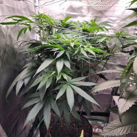 the Kineticist growlog timeline photo