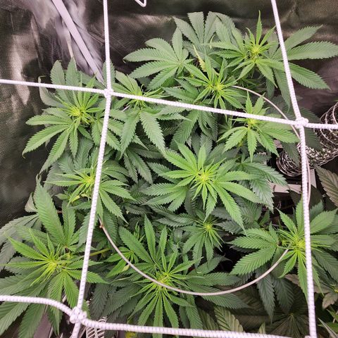 the Kineticist growlog timeline photo