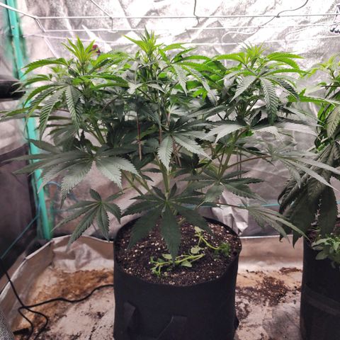 the Esoteric (Magus) growlog timeline photo