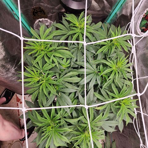 the Esoteric (Magus) growlog timeline photo