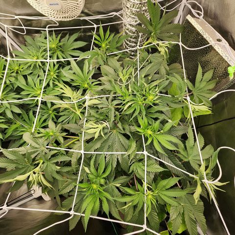 the Bloodrager growlog photo: She is just GOING. I love it. 