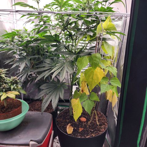 the Bloodrager growlog timeline photo