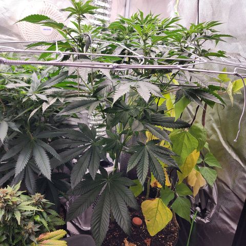 the Bloodrager growlog timeline photo