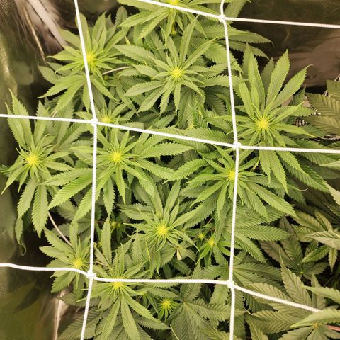 the Kineticist growlog timeline photo