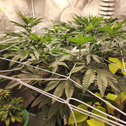 the Bloodrager growlog timeline photo
