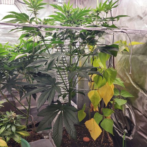 the Bloodrager growlog timeline photo