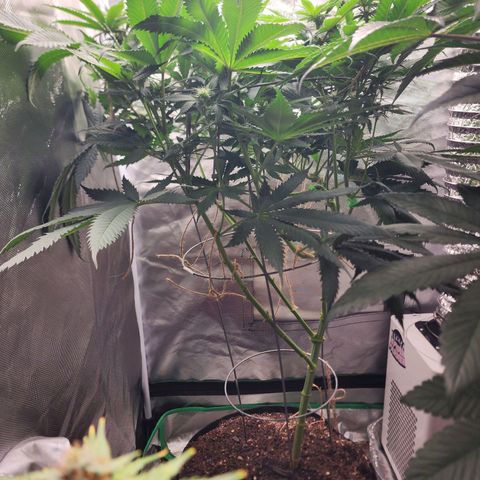 the Kineticist growlog timeline photo