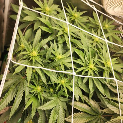 the Kineticist growlog timeline photo