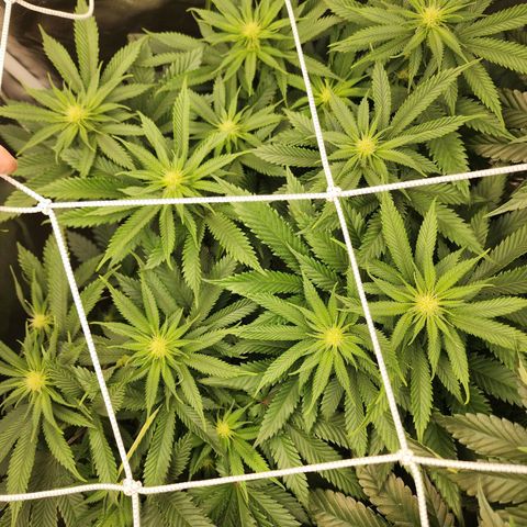 the Kineticist growlog timeline photo