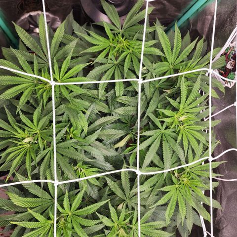 the Esoteric (Magus) growlog timeline photo