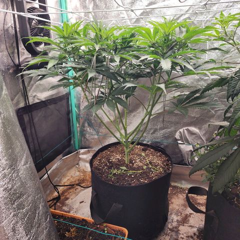 the Esoteric (Magus) growlog timeline photo