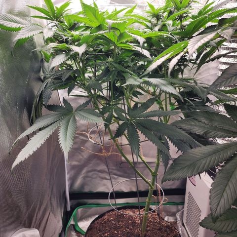the Kineticist growlog timeline photo