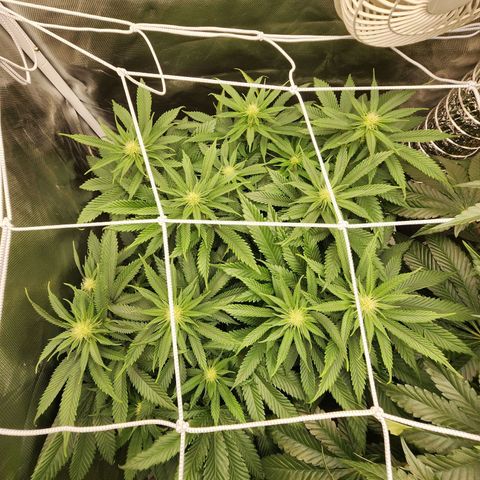 the Kineticist growlog timeline photo