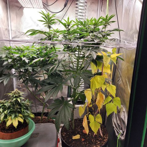 the Bloodrager growlog timeline photo