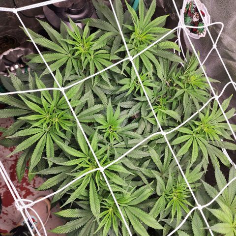 the Esoteric (Magus) growlog timeline photo
