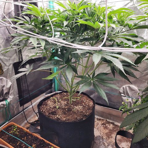 the Esoteric (Magus) growlog timeline photo