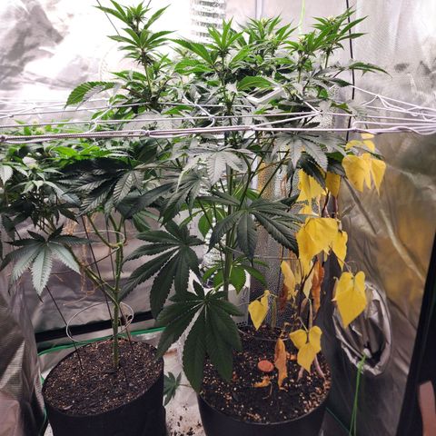 the Bloodrager growlog timeline photo