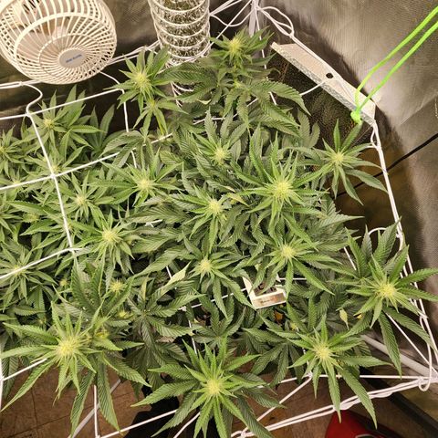 the Bloodrager growlog timeline photo
