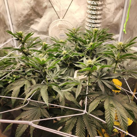 the Bloodrager growlog timeline photo