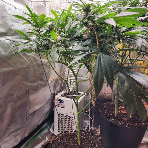 the Kineticist growlog timeline photo