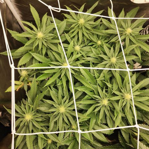the Kineticist growlog timeline photo