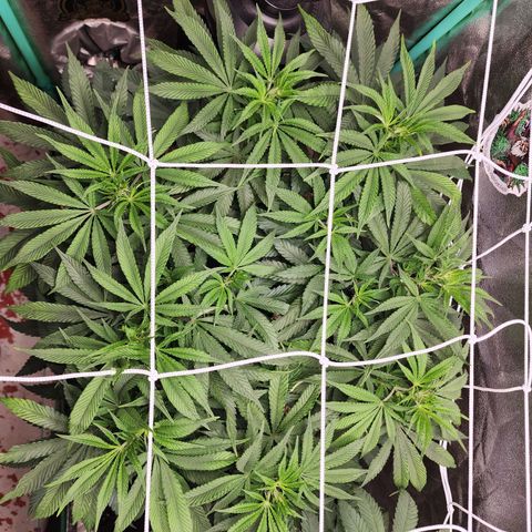 the Esoteric (Magus) growlog timeline photo