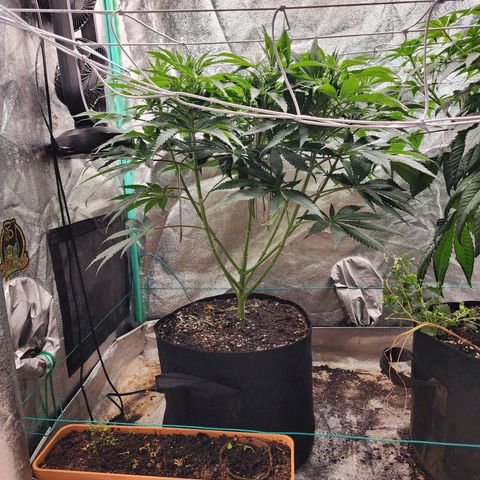the Esoteric (Magus) growlog timeline photo