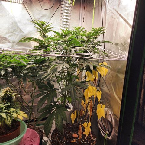 the Bloodrager growlog timeline photo
