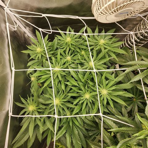 the Kineticist growlog timeline photo