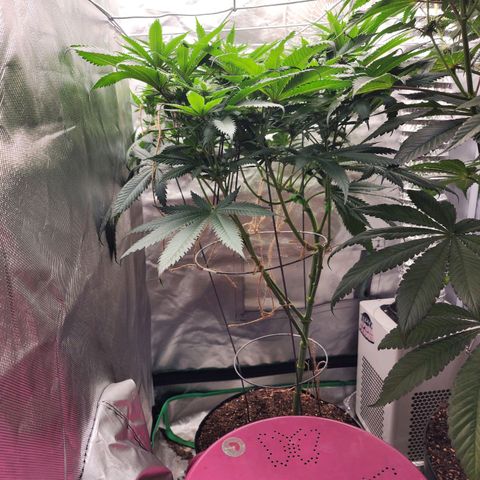 the Kineticist growlog timeline photo