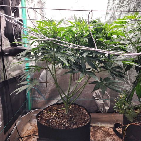the Esoteric (Magus) growlog timeline photo