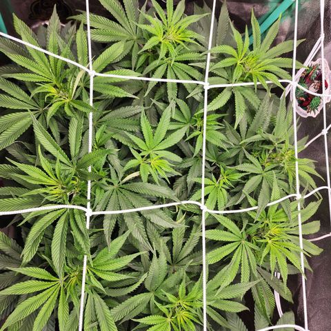 the Esoteric (Magus) growlog timeline photo