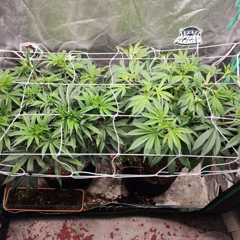 the Esoteric (Magus) growlog timeline photo