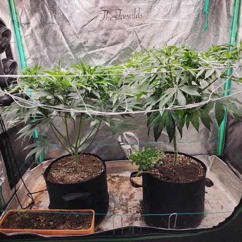the Esoteric (Magus) growlog timeline photo