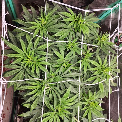 the Esoteric (Magus) growlog timeline photo