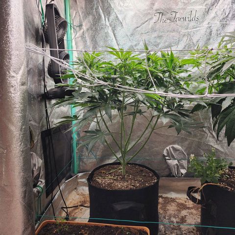 the Esoteric (Magus) growlog timeline photo