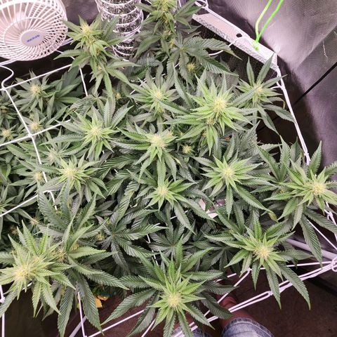 the Bloodrager growlog timeline photo