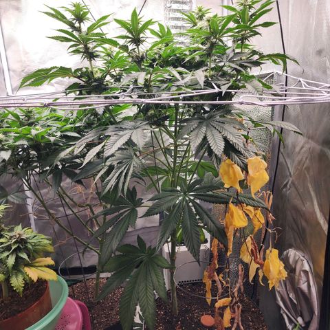 the Bloodrager growlog timeline photo