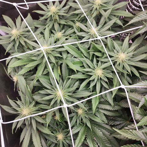 the Kineticist growlog timeline photo
