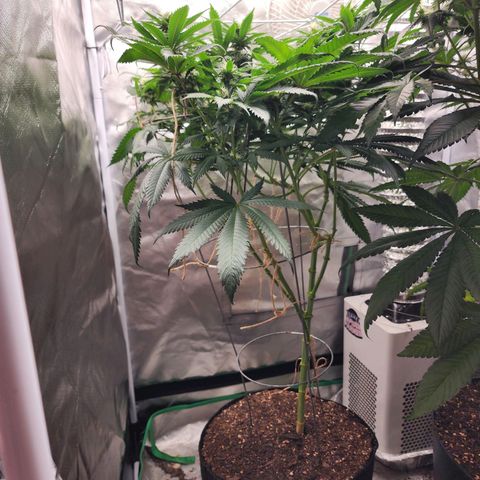 the Kineticist growlog timeline photo