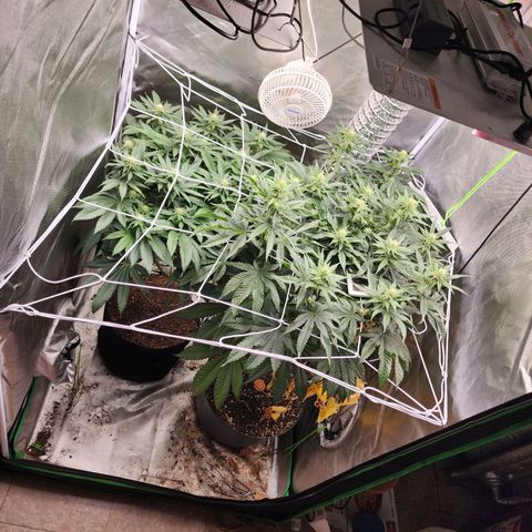 the Kineticist growlog timeline photo