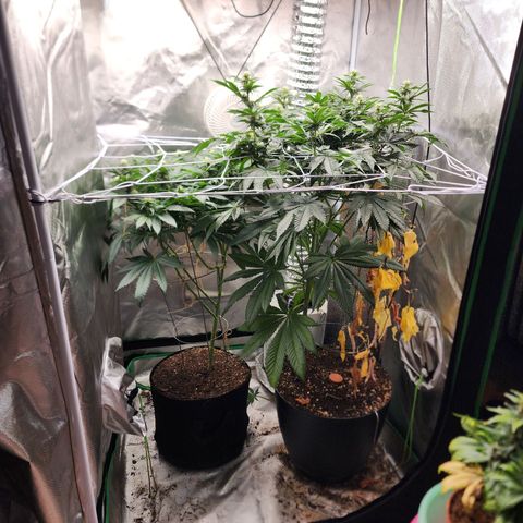 the Kineticist growlog timeline photo