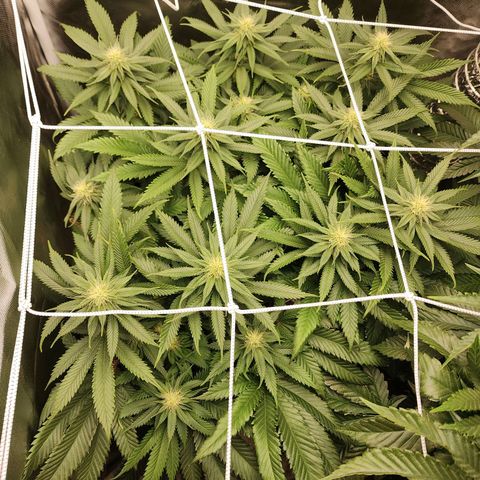 the Kineticist growlog timeline photo