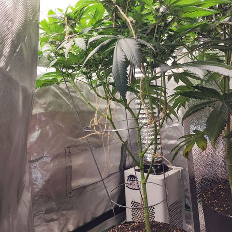 the Kineticist growlog timeline photo