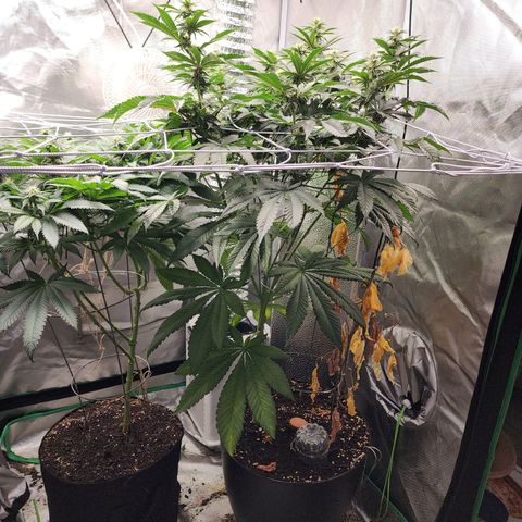 the Bloodrager growlog timeline photo