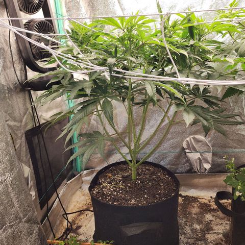 the Esoteric (Magus) growlog timeline photo