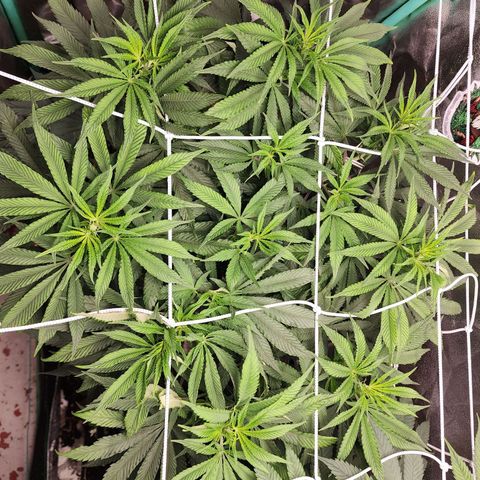 the Esoteric (Magus) growlog timeline photo